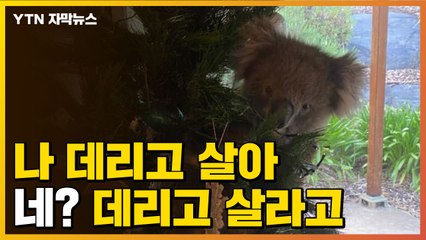 [자막뉴스] "트리 장식인 줄"...몰래 들어온 호주 코알라 '화제' / YTN