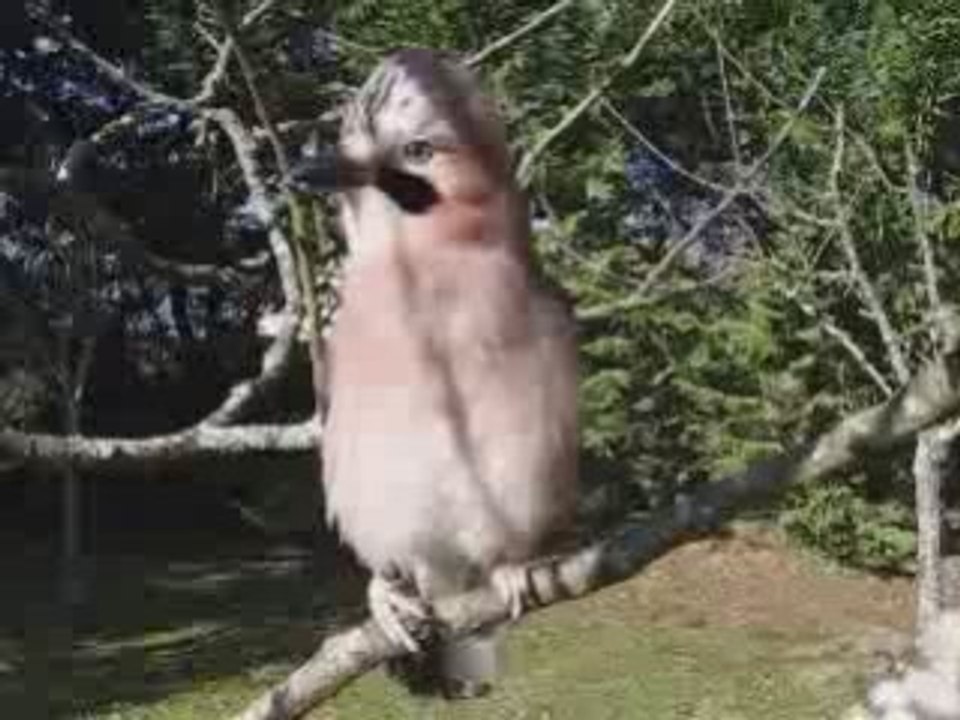 Bientot le Printemps