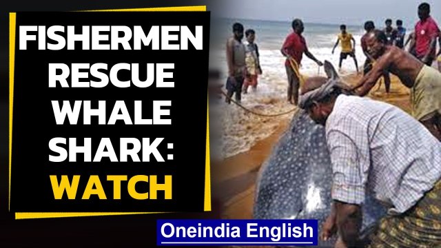 Kerala fishermen save whale shark | OneIndia news