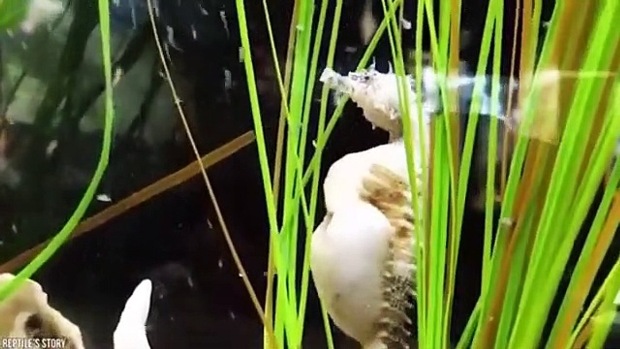 some iincredible eggs