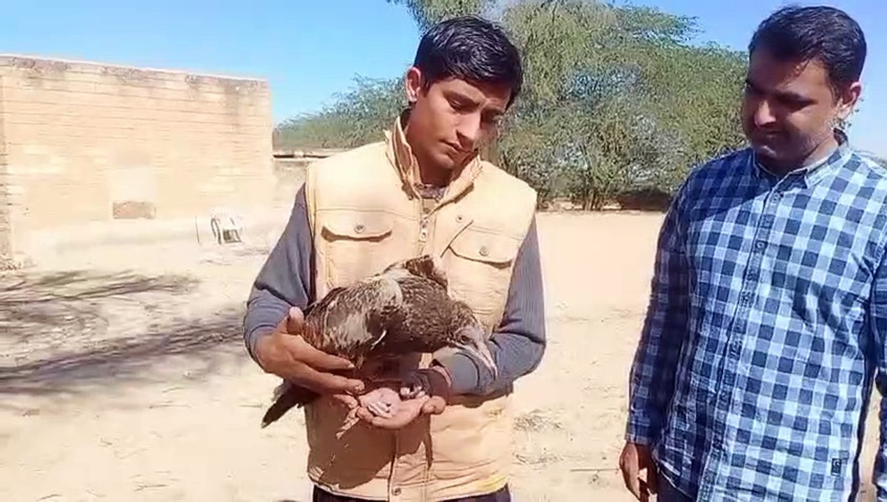 Video: घायलावस्था में मिला दुर्लभ प्रजाति का गिद्ध