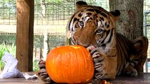 Big Cats Smashing Pumpkins