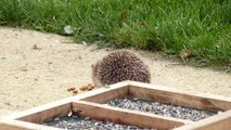 le hérisson mange des croquettes pour chat