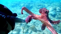 Spearfishing Octopus / Zıpkınla Ahtapot Avı