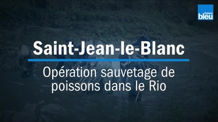 Operation sauvetage de poissons à Saint-Jean-Le-Blanc