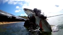 Spearfishing Grey Mullet / Zıpkınla Kefal Avı