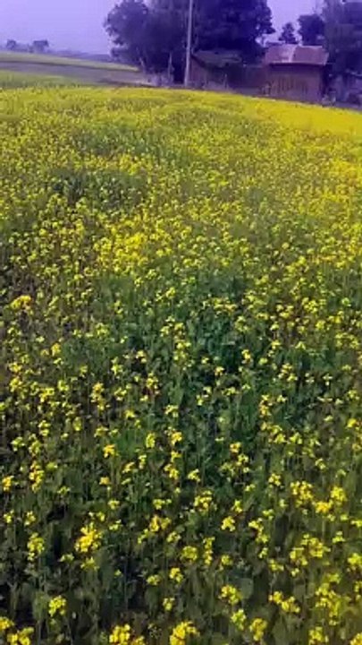 Gulab last phool