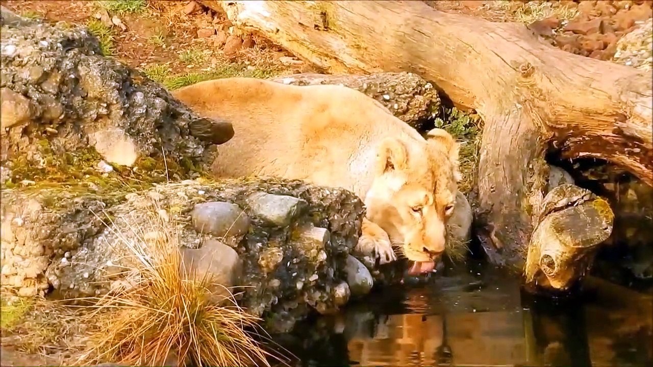 Lion King_