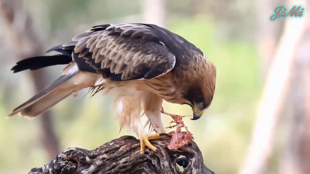 Đại Bàng Thảo Nguyên & Cơn Ác Mộng Của Các Loài Chim Nhỏ