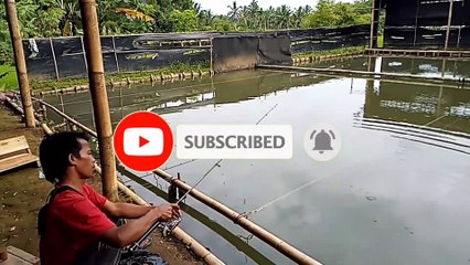 lomba mancing ikan mas harian