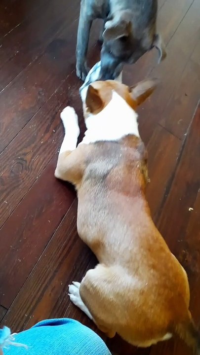 End of Sock Time for Tucker Carlson 