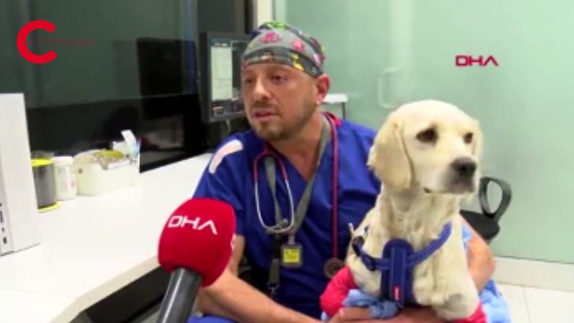 Bacakları kesilmiş bulunan Pamuk, protezle yürüyecek