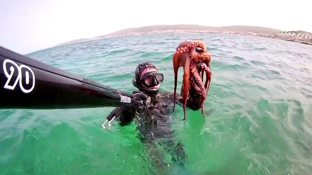 Spearfishing Octopus / Zıpkınla Ahtapot Avı