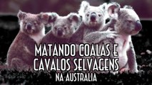 Matando Coalas e Cavalos na Australia - EMVB - Emerson Martins Video Blog 2015