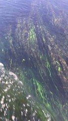 Gökova - Akyaka Azmak Su Altı Görüntüleri 1