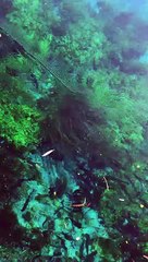 Gökova - Akyaka Azmak Su Altı Görüntüleri 2