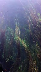 Gökova - Akyaka Azmak Su Altı Görüntüleri 4