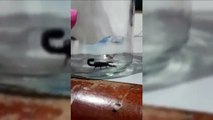 Aparecimento de escorpiões assusta moradores do Pioneiros Catarinenses