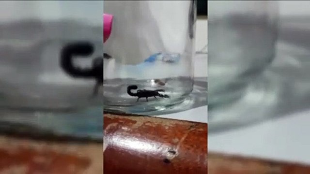 Aparecimento de escorpiões assusta moradores do Pioneiros Catarinenses