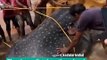 Whale shark gets caught in net, Kerala fishermen release it back to the sea
