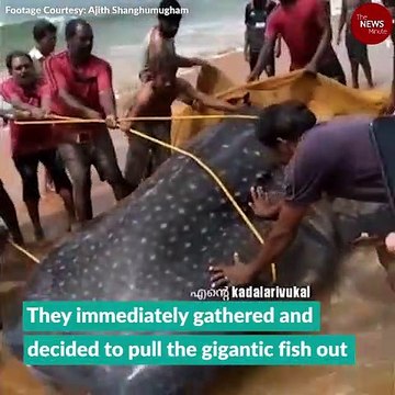 Whale shark gets caught in net, Kerala fishermen release it back to the sea