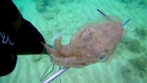 Spearfishing Cuttlefish / Zıpkınla Sübye Avı