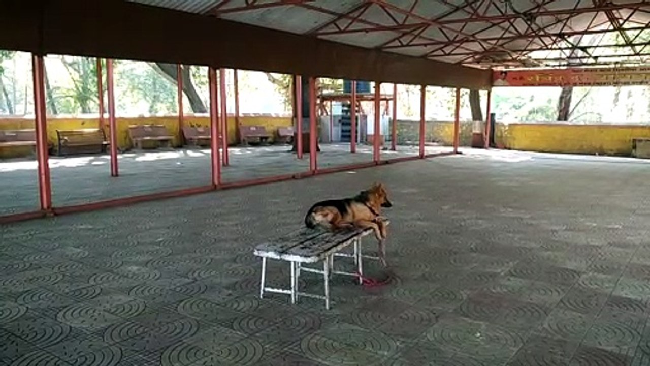 The domestic dog