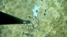 Spearfishing Octopus / Zıpkınla Ahtapot Avı