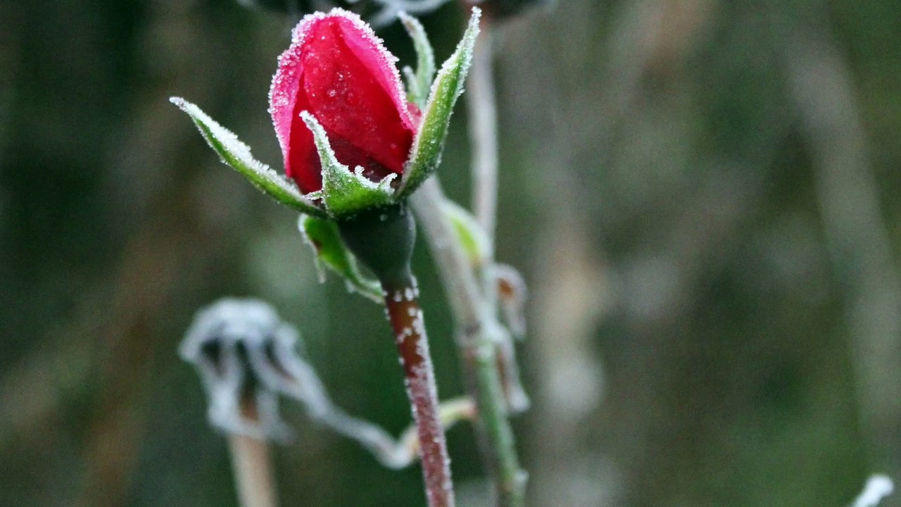 'Stille Nacht'  - Meditation über den Schnee