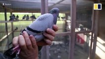 Belgian racing pigeon flies past record to sell for nearly US$1.9 million at auction