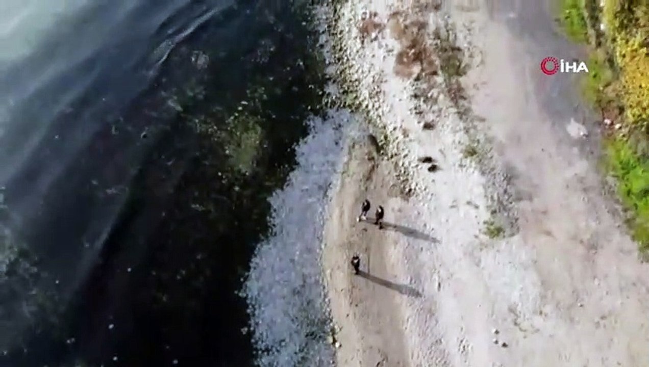 Avcılar’da Sahilde Deniz Anası İstilası Havadan Görüntülendi