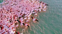 Pink flamingos take shelter on Kazakhstan's Karakol Lake