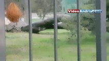 Andria: grande albero cade in villa comunale - video