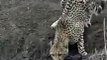 Un guépard se fait attaquer et emporter par un crocodile pendant qu'il boit