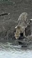 Un guépard se fait attaquer et emporter par un crocodile pendant qu'il boit