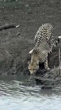 Un guépard se fait attaquer et emporter par un crocodile pendant qu'il boit