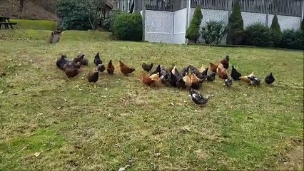 Ces poules réagissent parfaitement à l'alarme anti-faucon