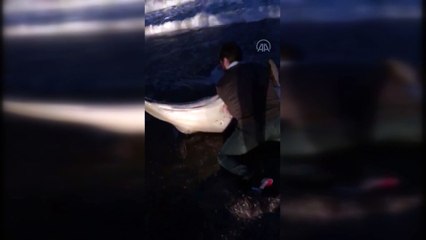 MERSİN - Karaya vuran yavru yunusu vatandaşlar kurtardı