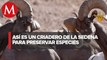 Sedena preserva a especies amenazadas en la zona montañosa de Chihuahua