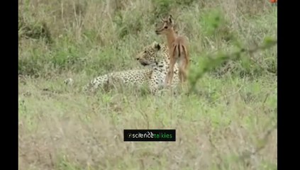 A Tiger was caring a deer baby without eating-হরিণের বাচ্চাকে একটি বাঘ লালন পালন করছে