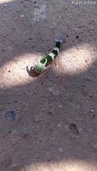 Beautiful Dragonhead Caterpillar Inches Across the Ground