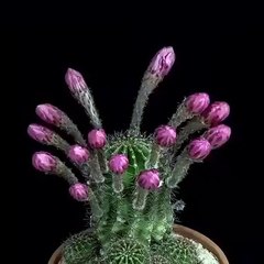 Bakın çiçek nasıl açıyor...