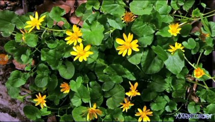 شعر اسلامي بانوراما عمر بن الحطاب رضي الله عنه