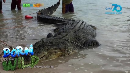 Born to be Wild: Crocodile Strandings in Tawi-tawi