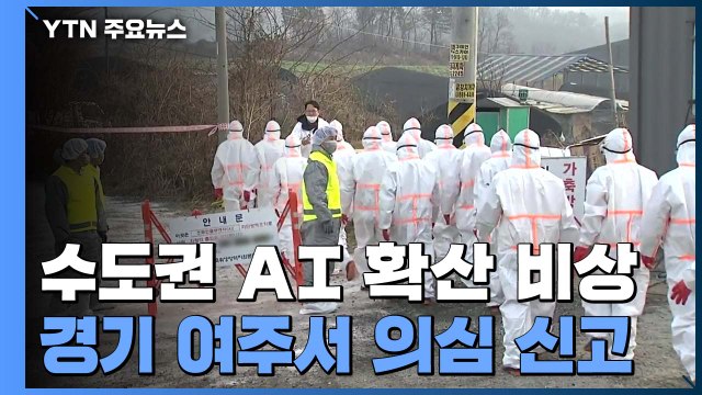 경기 여주서도 AI 의심 신고...수도권 확산 조짐 '비상' / YTN