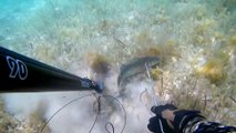 Spearfishing Sea Bass / Zıpkınla Levrek Avı