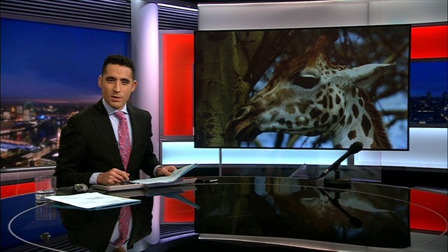 Conservationists attempt daring rescue of stranded giraffes in Kenya