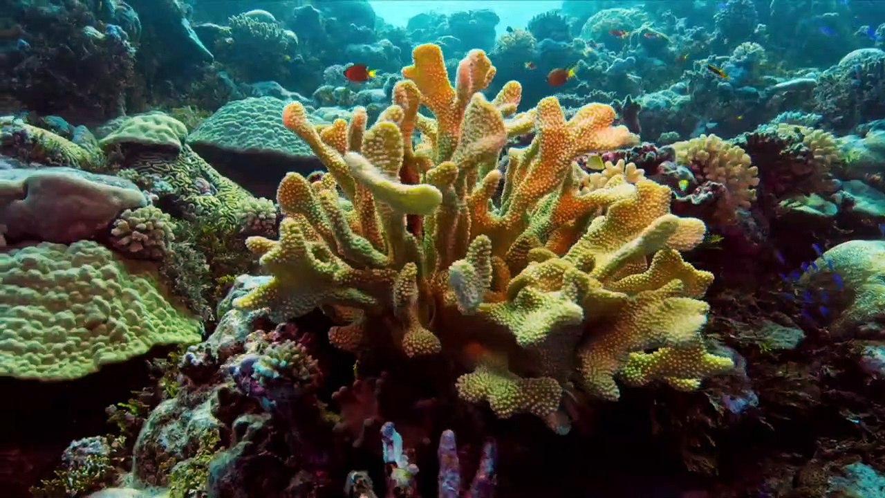 New 2021 Special Documentary || Awakening - The Age of Nature