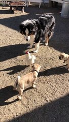 Chicken Takes Refuge on Dogs Back