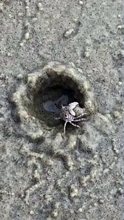 Crab Quickly Constructs New Home